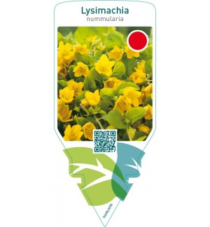 Lysimachia nummularia