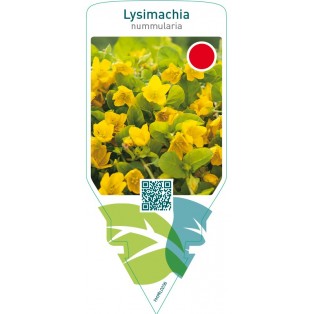 Lysimachia nummularia