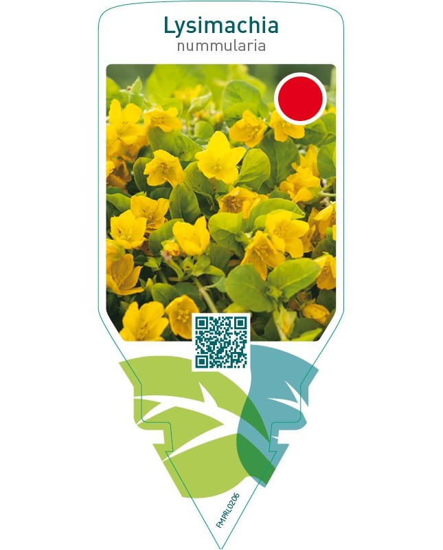 Lysimachia nummularia