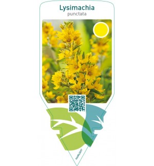 Lysimachia punctata