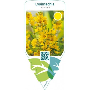 Lysimachia punctata
