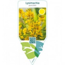 Lysimachia punctata