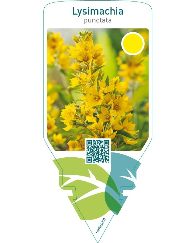 Lysimachia punctata
