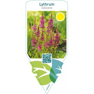 Lythrum salicaria