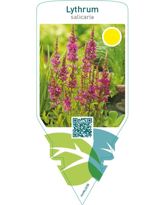 Lythrum salicaria