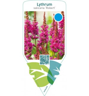 Lythrum salicaria ‘Robert’