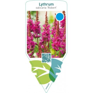 Lythrum salicaria ‘Robert’