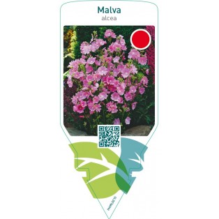 Malva alcea