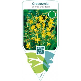 Crocosmia ‘George Davidson’