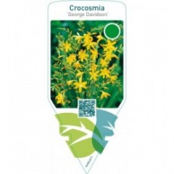 Crocosmia ‘George Davidson’