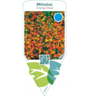 Mimulus ‘Orange Glow’