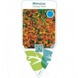 Mimulus ‘Orange Glow’