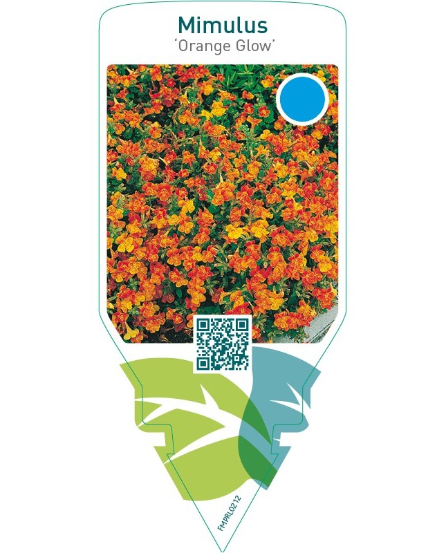 Mimulus ‘Orange Glow’
