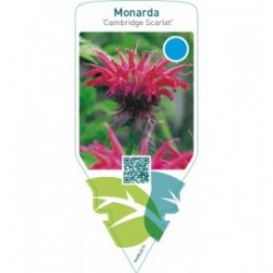Monarda ‘Cambridge Scarlet’