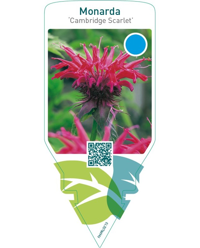 Monarda ‘Cambridge Scarlet’