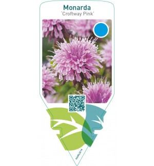 Monarda ‘Croftway Pink’