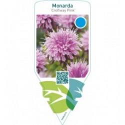 Monarda ‘Croftway Pink’