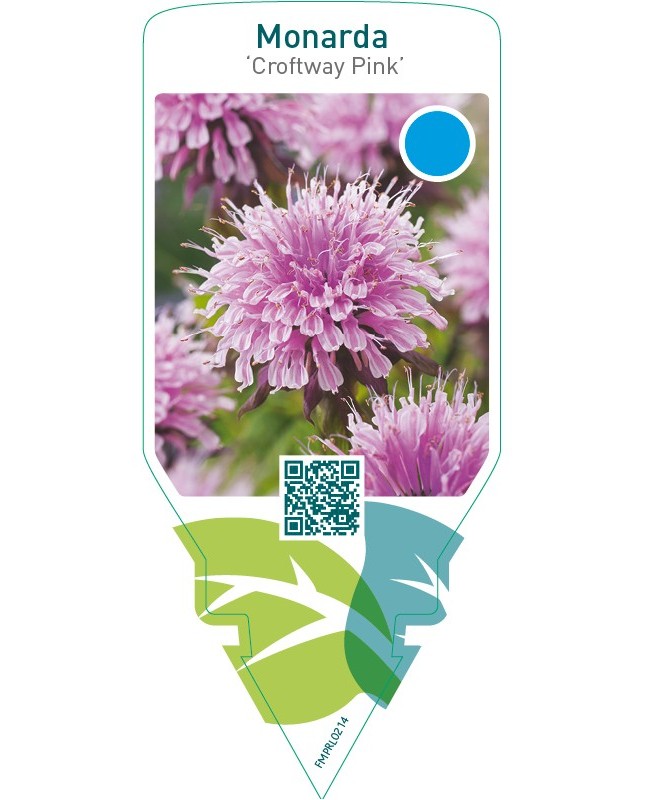 Monarda ‘Croftway Pink’
