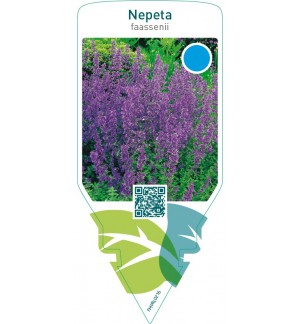 Nepeta faassenii