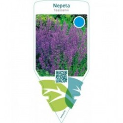 Nepeta faassenii