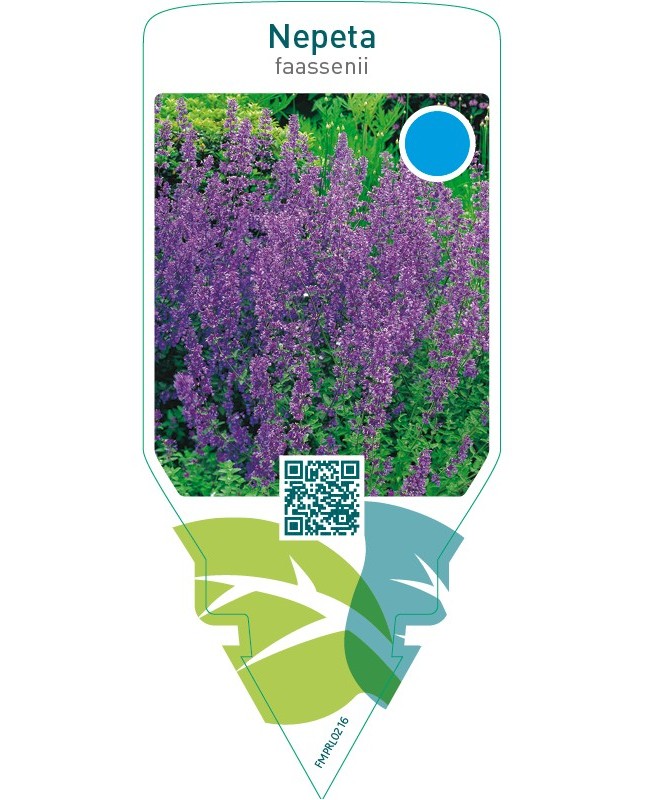 Nepeta faassenii