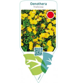 Oenothera fruticosa