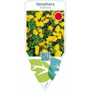 Oenothera fruticosa