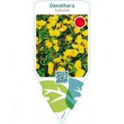 Oenothera fruticosa
