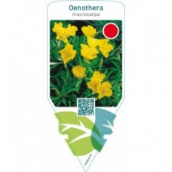 Oenothera macrocarpa