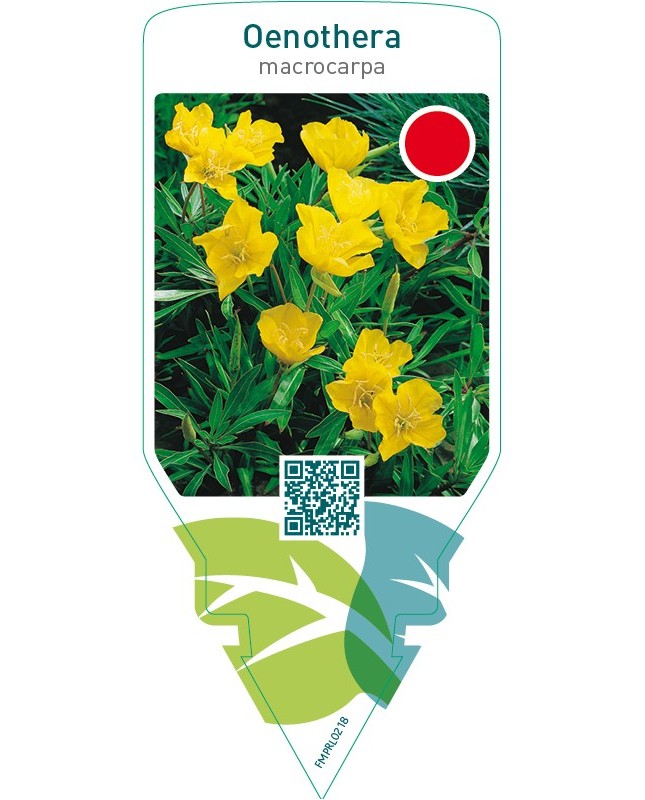 Oenothera macrocarpa