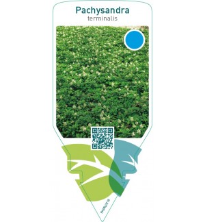 Pachysandra terminalis