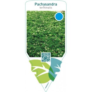 Pachysandra terminalis