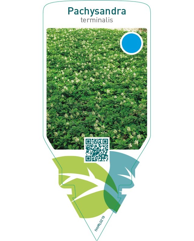 Pachysandra terminalis