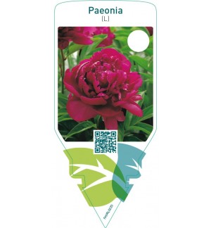 Paeonia (L)  red