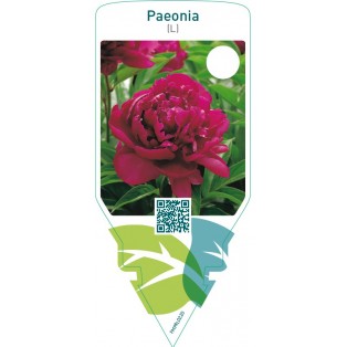 Paeonia (L)  red