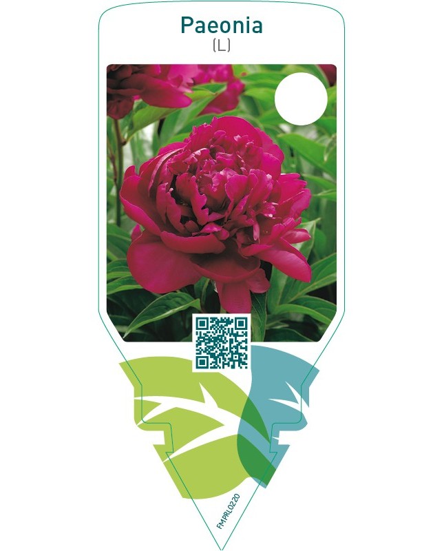 Paeonia (L)  red