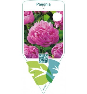 Paeonia (L)  pink