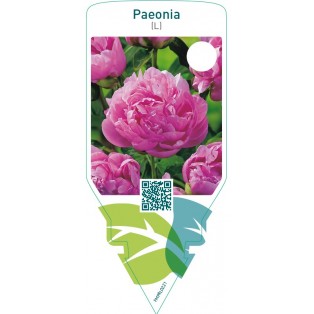 Paeonia (L)  pink