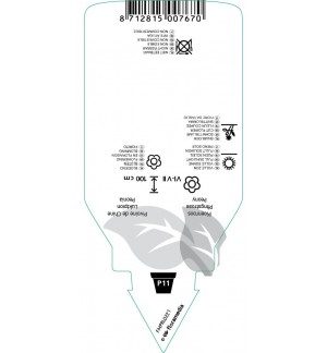 Etichette di Paeonia (L)  pink *