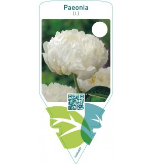 Paeonia (L)  white