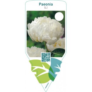 Paeonia (L)  white