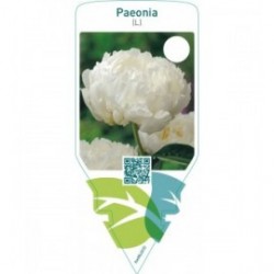 Paeonia (L)  white