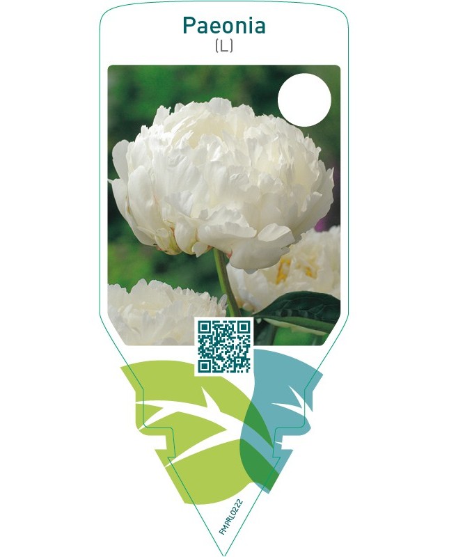 Paeonia (L)  white