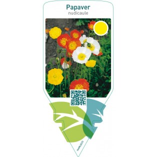 Papaver nudicaule  mix