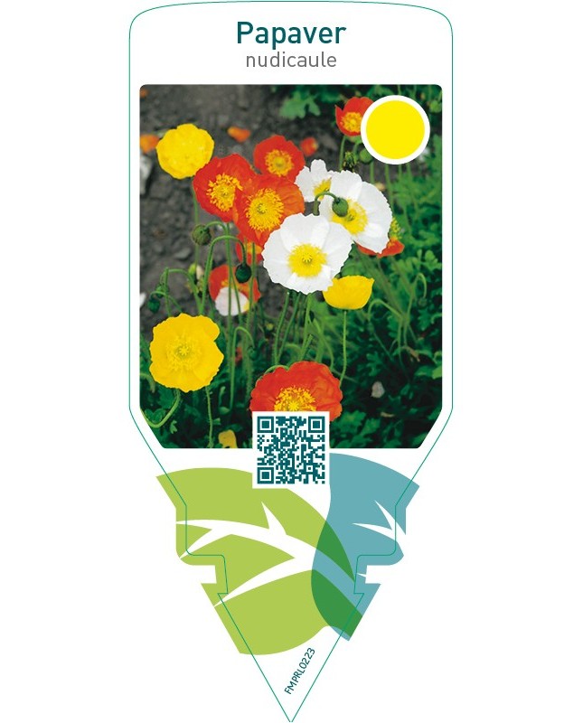 Papaver nudicaule  mix