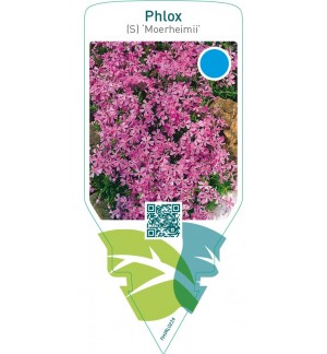 Phlox (S) ‘Moerheimii’