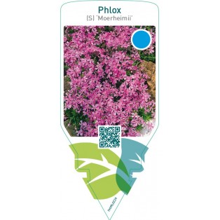 Phlox (S) ‘Moerheimii’