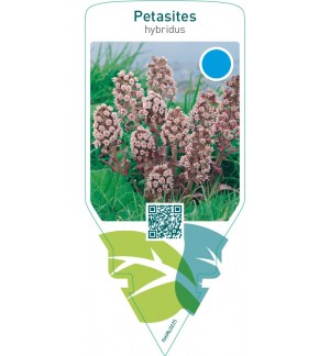 Petasites hybridus