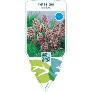 Petasites hybridus