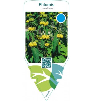 Phlomis russeliana